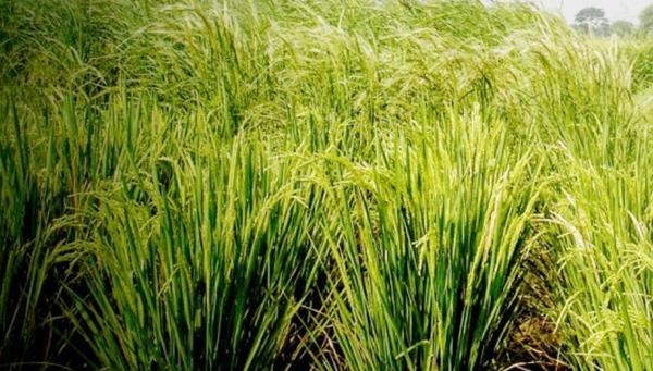 ஆடி காருக்கு 6%… டிராக்டருக்கு 16%.. அலையவிடும் வங்கிகள்..! பரிதவிக்கும் விவசாயிகள்