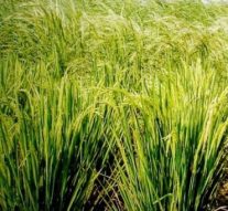 ஆடி காருக்கு 6%… டிராக்டருக்கு 16%.. அலையவிடும் வங்கிகள்..! பரிதவிக்கும் விவசாயிகள்