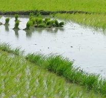 தமிழகத்தின் விவசாய நவீன மயமாக்கல் திட்டம்: ரூ.2,037 கோடி கடன் பெற ஒப்பந்தம்