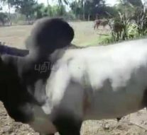 ஜல்லிக்கட்டிற்கு தயாராகும் காளைகள்!