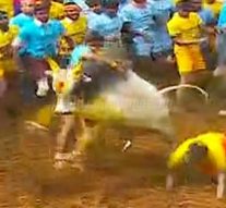 ஜல்லிக்கட்டில் பட்டையகிளப்பிய அமைச்சர் விஜயபாஸ்கரின் கொம்பன்!
