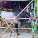 `பீட்டாவுக்கு ஆதாரங்களை நாமே தரலாமா?' – வேதனைப்படும் ஜல்லிக்கட்டு இளைஞர்