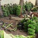 விஷத்தன்மை மிக்க எத்திலீன் வாழைப்பழம்… உஷார்!