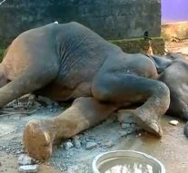 பள்ளத்தில் விழுந்த யானையை மீட்க தீவிர முயற்சி