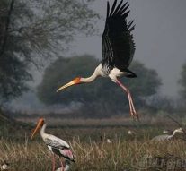 இது பறவைகள் சூழ் உலகு – அதுவும் வெளிநாட்டு பறவைகள் !