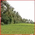 ஒன்றேமுக்கால் லட்சம் மரங்களை வெட்டிவிட்டு ‘பசுமைச் சாலை’யா?