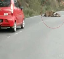 சாலையில் விளையாடிய சிறுத்தைகள் : தெறித்து ஓடிய வாகன ஓட்டிகள்