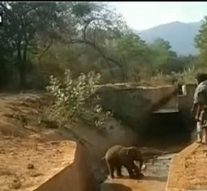தண்ணீர் குடிக்க வந்தபோது பரிதாபம் : பள்ளத்தில் சிக்கிய குட்டி யானை