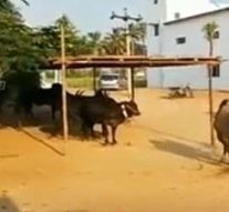 கால்நடை கண்காட்சி : வீரத்துடன் சீறும் காங்கேயம் காளைகள்