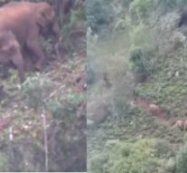 கூட்டமாக சுற்றித் திரியும் காட்டு யானைகள் : வெறிச்சோடிய தேயிலைத் தோட்டங்கள்
