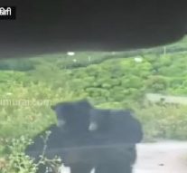 குட்டிகளை முதுகில் சுமந்தபடி சாலையை கடந்த கரடி – வீடியோ