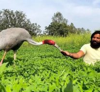 தோழனிடம் இருந்து நாரையை பிரித்த உ.பி. அரசு – என்ன நடந்தது?