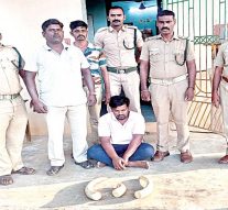 திருநின்றவூர் | ரூ.50 லட்சம் மதிப்பிலான 3 யானை தந்தங்கள் பறிமுதல்: கார் ஓட்டுநரை விரட்டிச்சென்று பிடித்தனர்