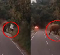 சொல்லியும் கேட்காத ஜெர்மனி பயணி.. அடித்து கொன்ற காட்டுயானை! – வால்பாறையில் அதிர்ச்சி சம்பவம்!